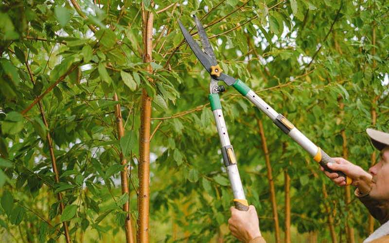 Tree trimming in Benton, AR